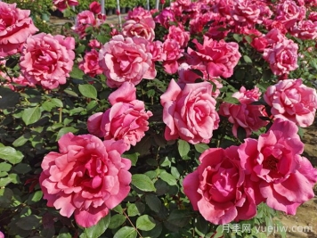 据说大花月季有上万个品种？大花月季品种大全