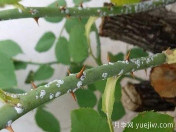 夏季月季花容易感染蚧壳虫，要怎么防治？