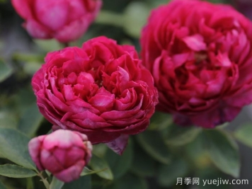 伊芙胭脂香水月季介绍和优缺点