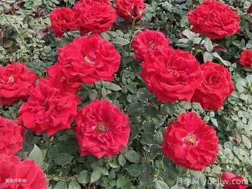 关于切花月季的规范