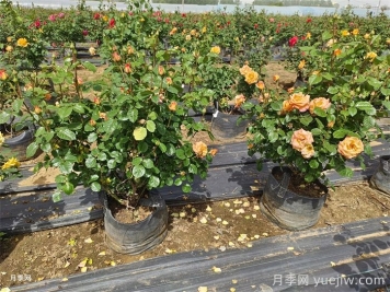 立秋后仍然持续高温，月季如何养护？