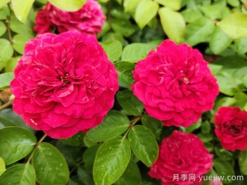 月季花开为何多姿多彩？