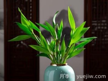 富贵竹常见病害及防治办法