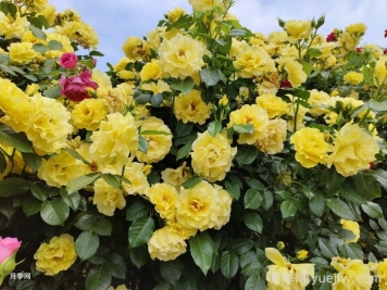 月季常见的虫害防治方法