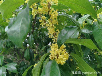 室内外桂花如何养护？