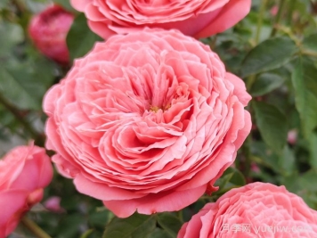 玫瑰文化：从近中区别到用途花语的爱意传递