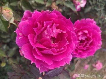 月季花什么品种好看？9大惊艳的月季品种