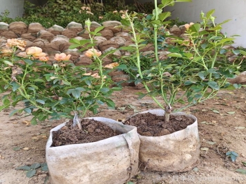 月季修剪有技巧，掌握要点复花快能开好几茬