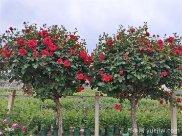 养花届的新宠儿树状月季，南阳月季树好不好养呢？
