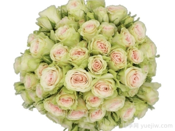 斐波那契延陀罗月季/斐波那契扬特拉