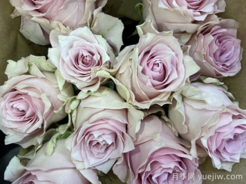 粉色追忆月季/粉色回忆