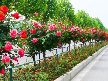 月季广泛种植应用在城市绿化带，原因究竟是什么？