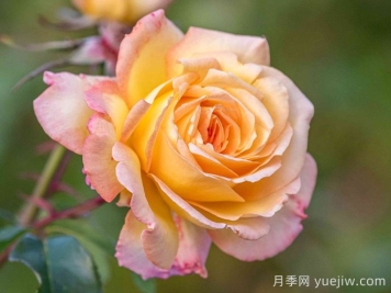 月季：常开不败的和平之花