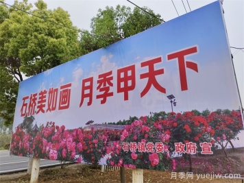 月季之乡，南阳月季基地在哪里？