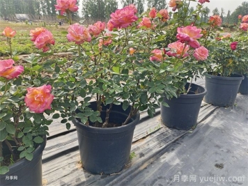 秋天养月季掌握4个要点，才能开花爆盆
