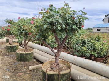 盆栽月季养护剪枝，这几点一定要留意