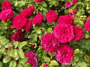 4个月季品种是开花机器，大花量让你拥有花园