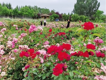 呼和浩特市园林建设服务中心植物园月季迎来最佳观赏期