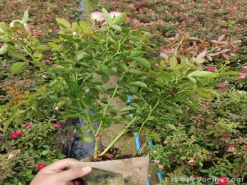 刚买的南阳月季花怎么处理？