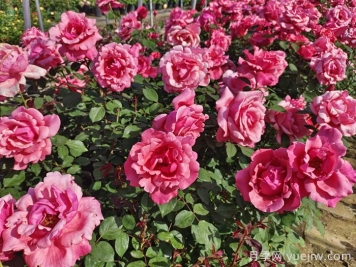 月季的前世今生：假如中国月季没有传入欧洲