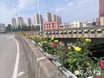 安徽合肥郎溪路高架桥垂直绿化工程，变身高架月季