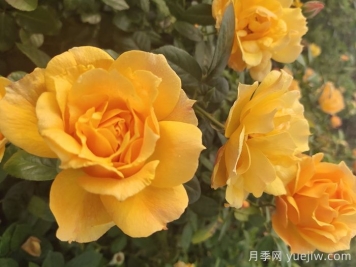 谈谈现代月季在园林景观中的应用