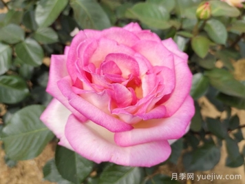 月季遇到诗词，一起来赏析