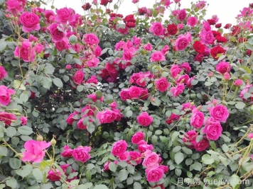 家有庭院，一定要布置美美的藤本月季花墙