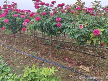 立秋后的月季怎么做好养护？