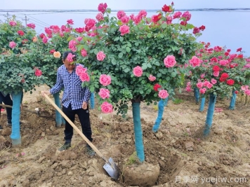 月季网10公分的树状月季价格多少钱一棵？