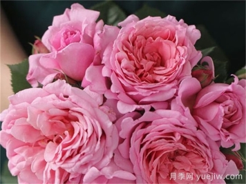 藤本月季之欢迎月季的优缺点是什么？