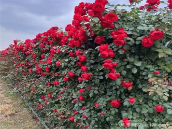 西北东北寒冷地区能种植藤本月季吗？