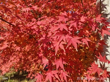 入秋红枫如何养护？秋天叶子鲜红似火