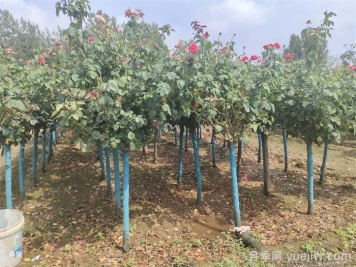 初秋时节如何移栽树状月季才能提高成活率？