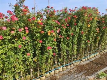 藤本月季虫灾有哪些？怎么进行防治？