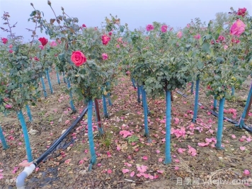 如何避免冬季月季不休眠情况？如何移栽网购的藤本月季？