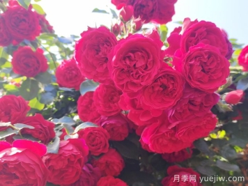 推荐10款经典的藤本月季排行榜，你喜欢哪个？