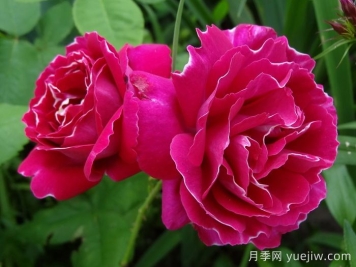 月季介绍，布罗德男爵月季