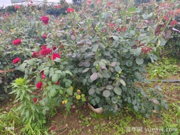 ​夏天月季黑杆怎么救？