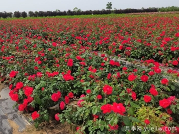 夏天烈日暴晒，要给月季拉遮阳网吗？