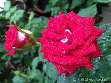 月季介绍，自由钟月季