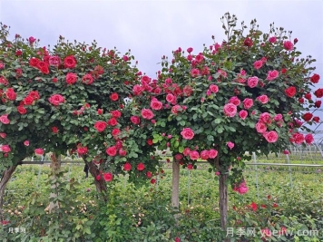 2025年南阳精品月季树什么价格？