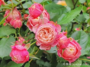 浪漫比克和冥王星阳台哪个适合阳台种植？