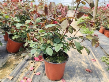 ​夏季月季养护小课堂：遮阳