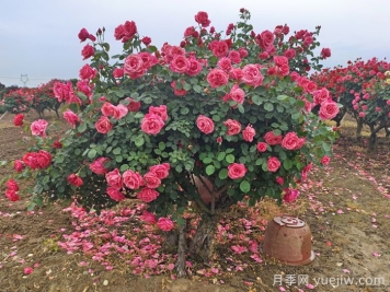 月季怎么养才长得好？按照这4点来做