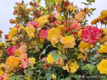 藤彩虹月季介绍和优缺点