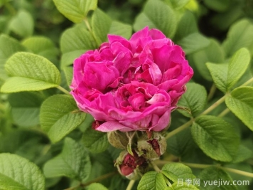 玫瑰花：解郁结之气，养红润之颜