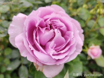 科普玫瑰花和月季花的区别