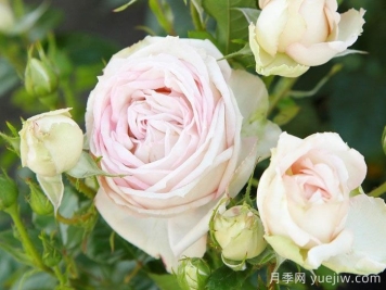 推荐10种抗病性最好又高颜值月季