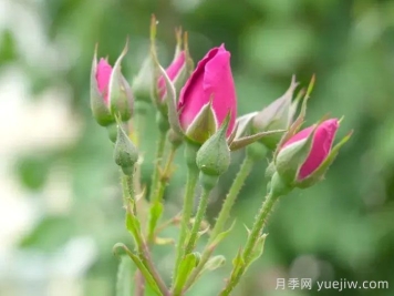 新疆和田，10万株玫瑰绽放塔克拉玛干沙漠